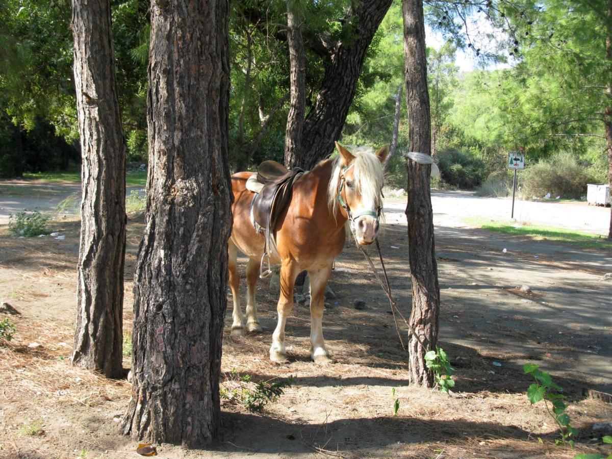 Oranj Ranch Hotel Kemer Exteriér fotografie